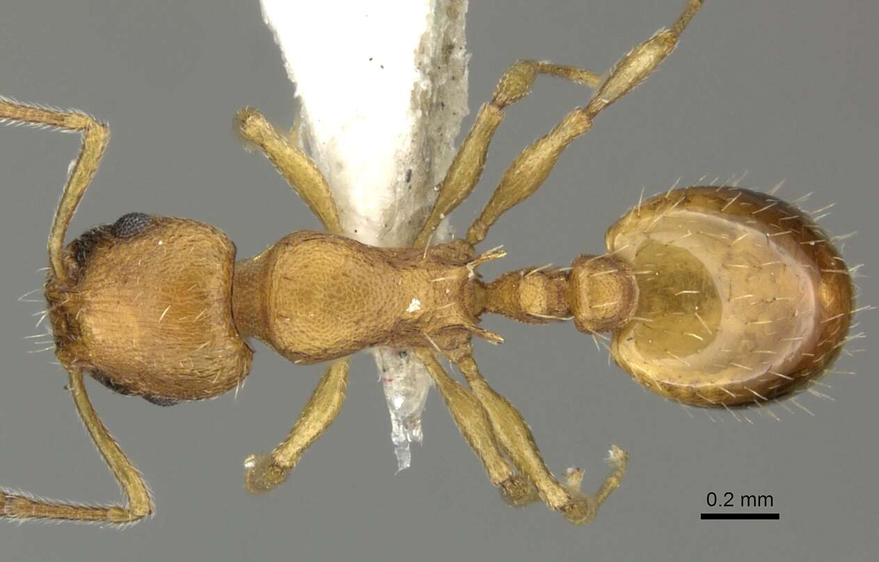 Image of <i>Temnothorax interruptus</i>