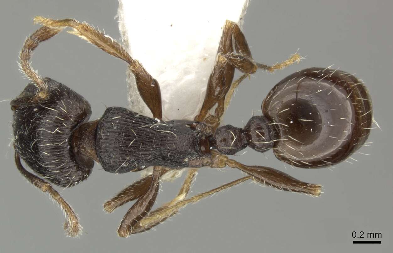 Image of <i>Tetramorium sulcinode</i>