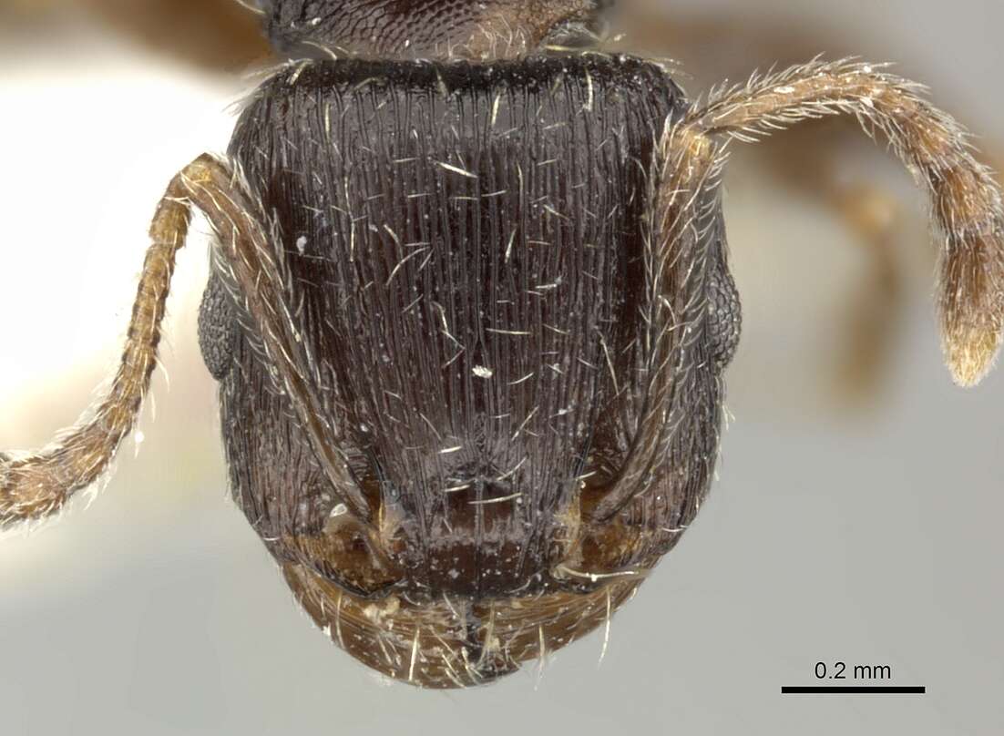 Image of <i>Tetramorium sulcinode</i>