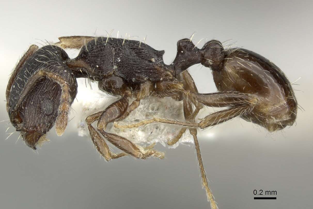 Image of <i>Tetramorium sulcinode</i>