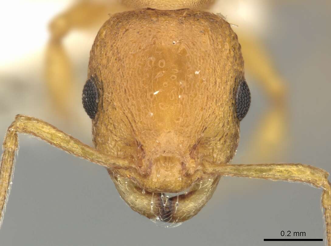 Image of <i>Temnothorax turcicus</i>