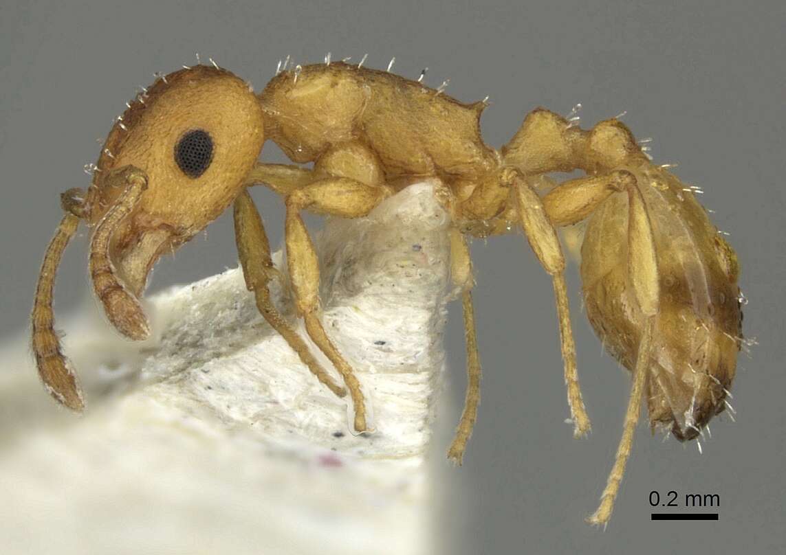 Image of <i>Temnothorax turcicus</i>