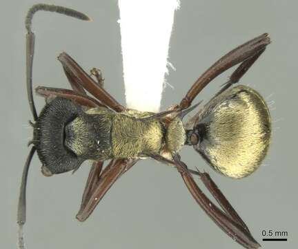 Image de Polyrhachis rufifemur Forel 1907