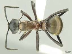 Image de Polyrhachis fervens Smith 1860