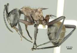 Image de Polyrhachis fervens Smith 1860