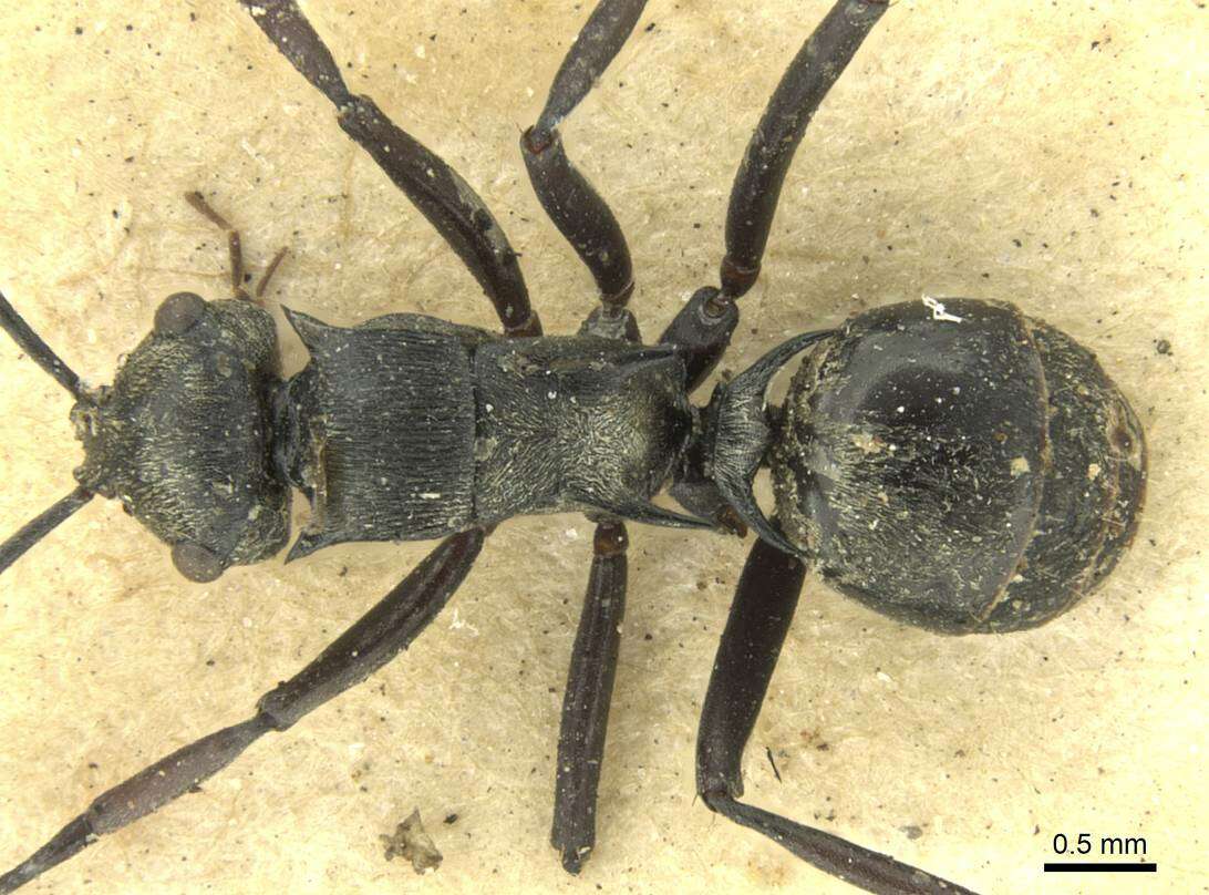 Plancia ëd Polyrhachis atropos Smith 1860