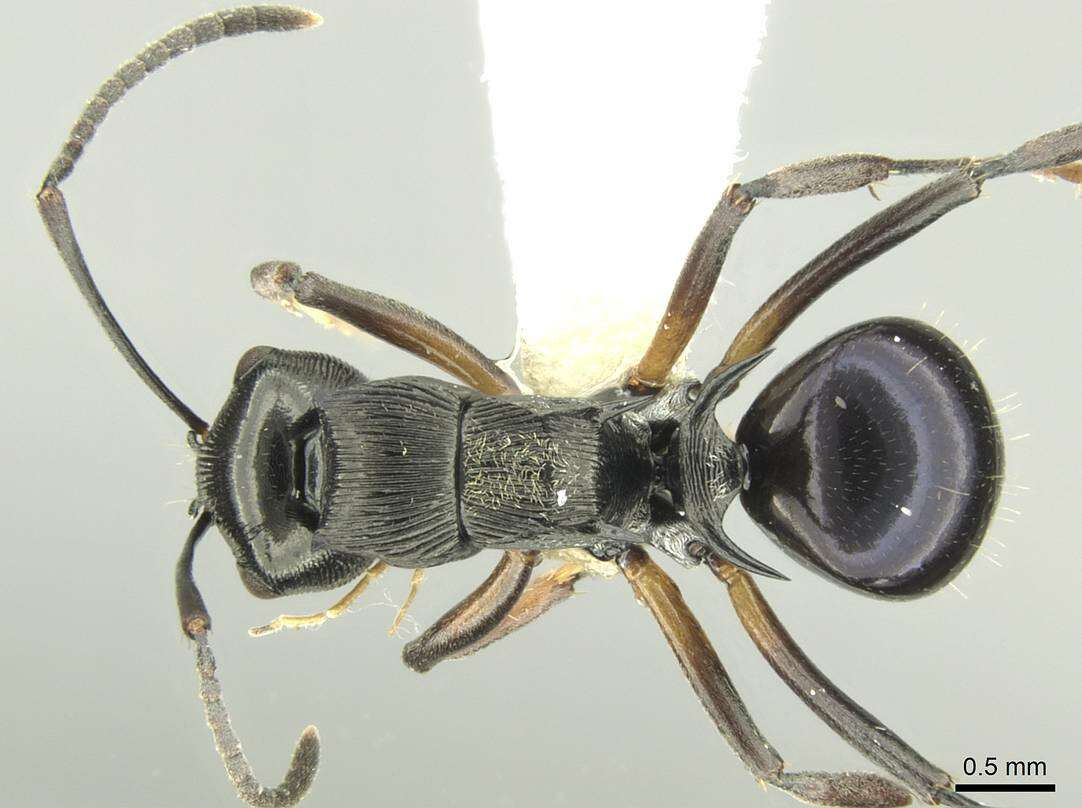 Image de Polyrhachis calliope Emery 1900