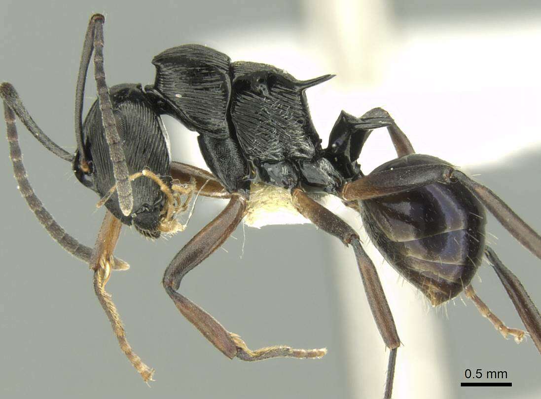 Image de Polyrhachis calliope Emery 1900