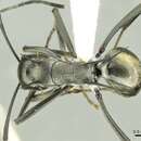 Image of Polyrhachis malaensis Mann 1919