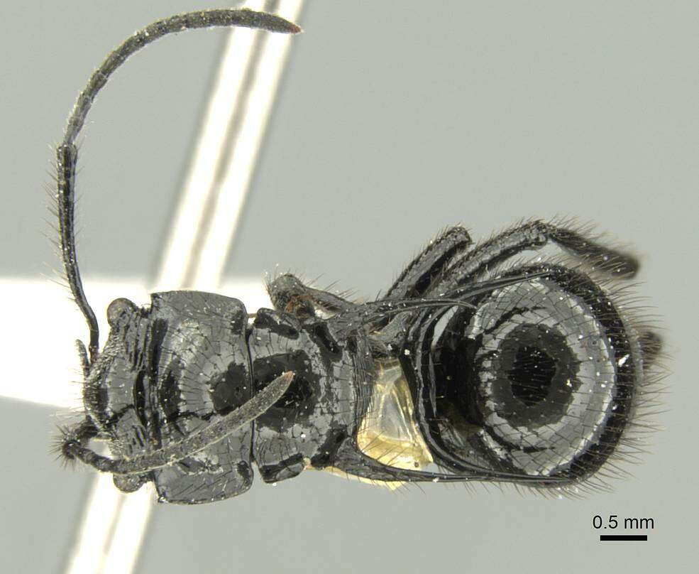 Image de Polyrhachis aurita Emery 1911