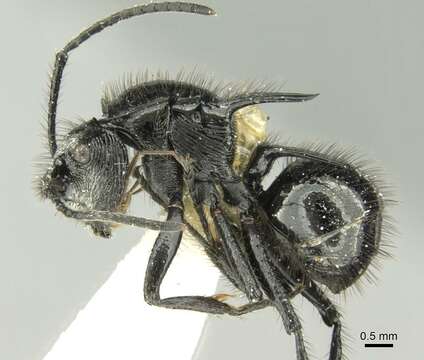 Image de Polyrhachis aurita Emery 1911