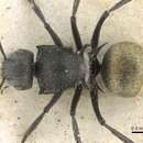 Image of Polyrhachis schoopae Forel 1902