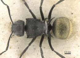 Plancia ëd Polyrhachis schoopae Forel 1902