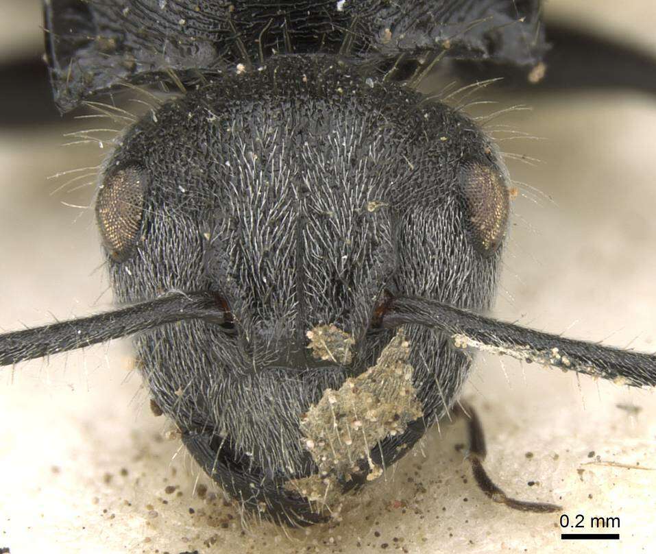 Image of Polyrhachis schoopae Forel 1902