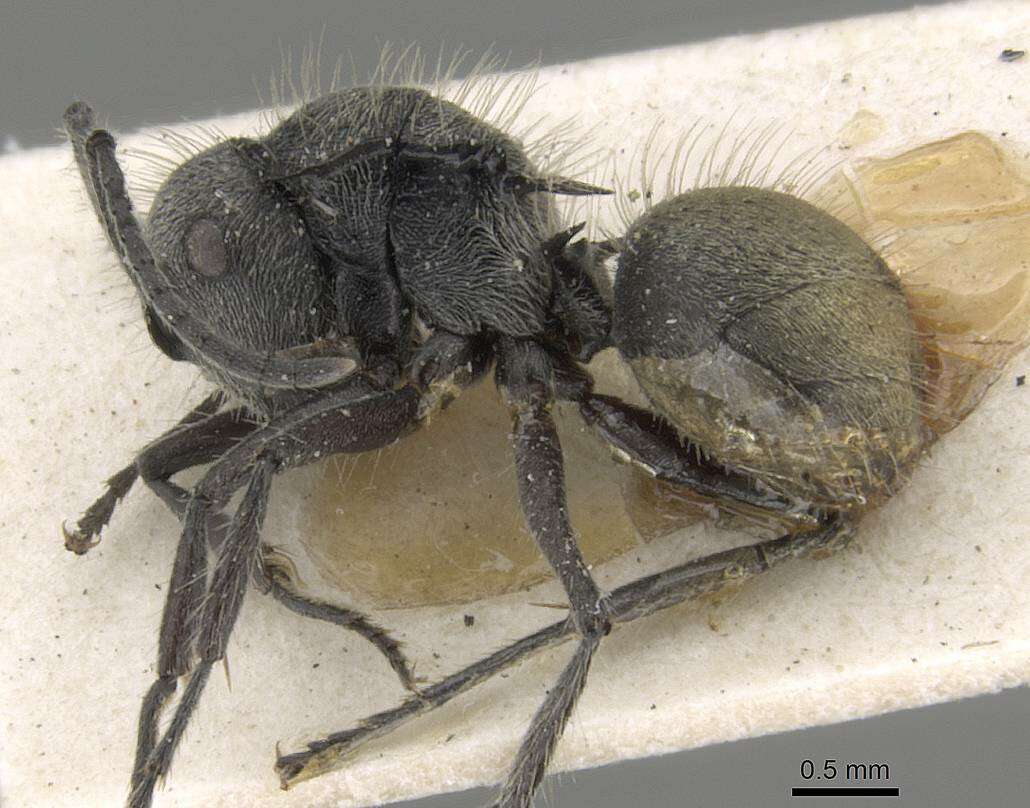 Image of Polyrhachis appendiculata Emery 1893
