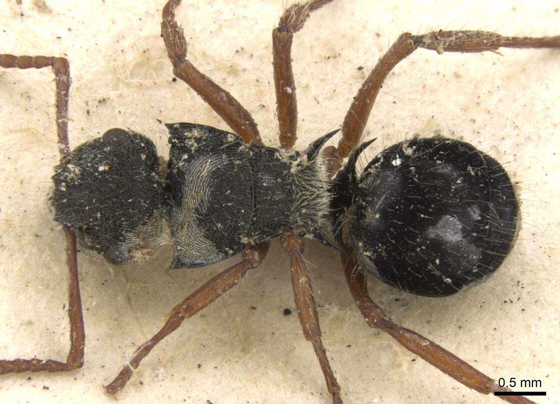 Image of Polyrhachis marginata Smith 1859