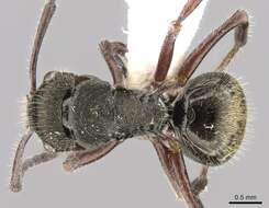 Image de Polyrhachis laciniata Emery 1900