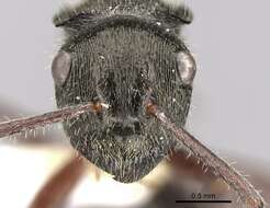 Image de Polyrhachis laciniata Emery 1900