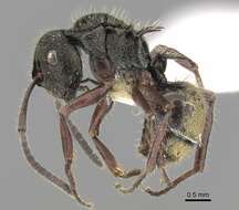 Image de Polyrhachis laciniata Emery 1900