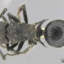 Image of Polyrhachis punctiventris Mayr 1876