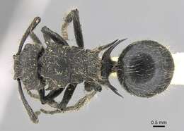 Plancia ëd Polyrhachis punctiventris Mayr 1876