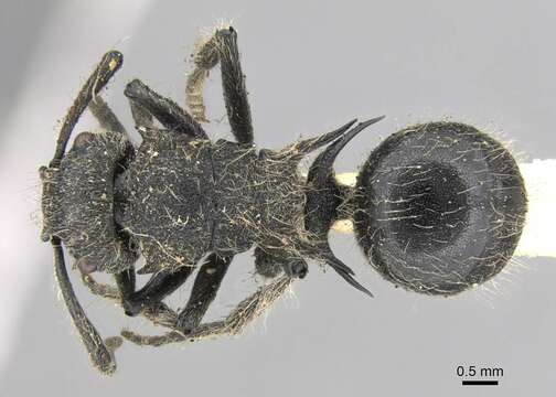Image of Polyrhachis punctiventris Mayr 1876
