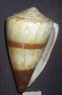 Image of soldier cone