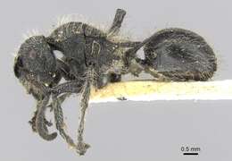 Plancia ëd Polyrhachis punctiventris Mayr 1876