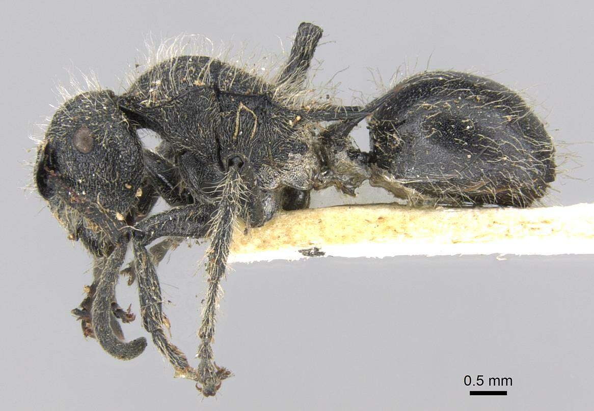 Plancia ëd Polyrhachis punctiventris Mayr 1876