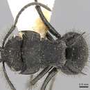 Image of Polyrhachis subaenescens Viehmeyer 1912