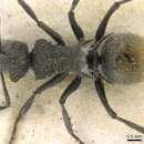 Image of Polyrhachis vermiculosa Mayr 1876