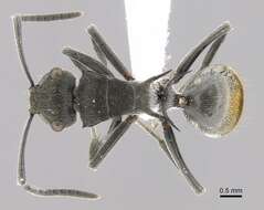 Image of Polyrhachis constricta Emery 1897