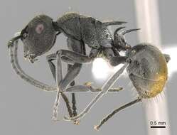 Image of Polyrhachis constricta Emery 1897