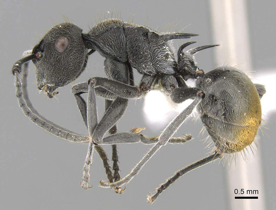 Image of Polyrhachis constricta Emery 1897