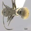 Image of Polyrhachis aurea Mayr 1876