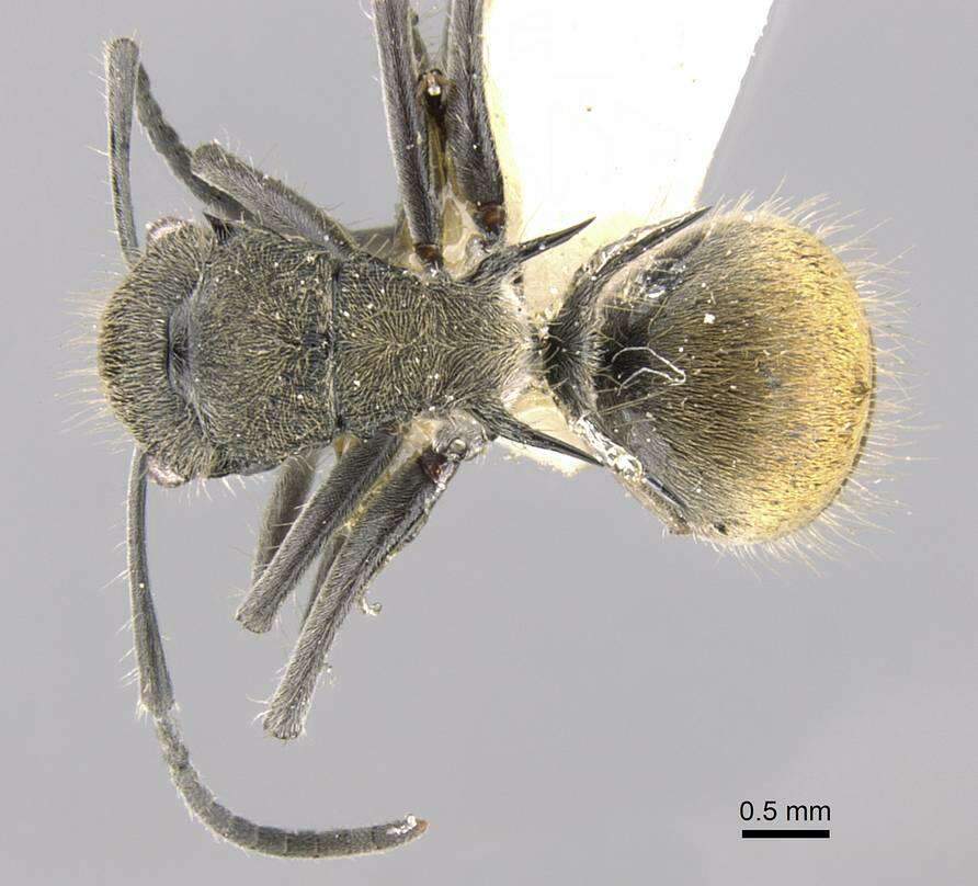 Image de Polyrhachis aurea Mayr 1876