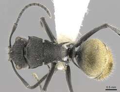 Image of Polyrhachis guerini Roger 1863