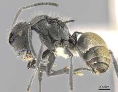 Image of Polyrhachis guerini Roger 1863