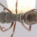 Image of Polyrhachis obscura Forel 1895