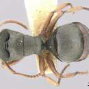 Image of Polyrhachis jerdonii Forel 1892