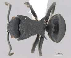 Image of Polyrhachis cryptoceroides Emery 1887