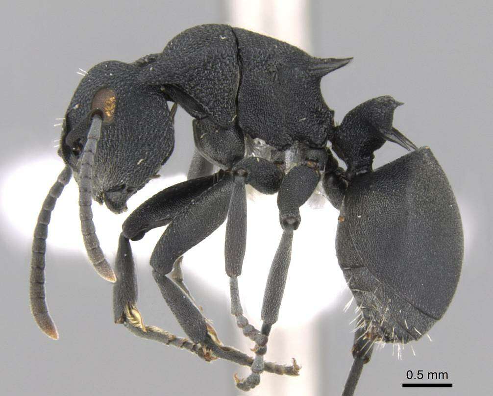 Image of Polyrhachis cryptoceroides Emery 1887