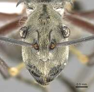 Image of Polyrhachis reclinata Emery 1887