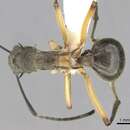 Image of Polyrhachis rhea Forel 1911