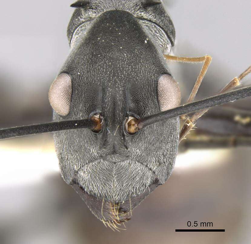 Image of Polyrhachis muelleri Forel 1893