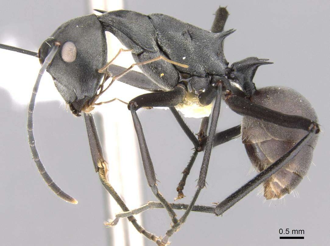 Image of Polyrhachis muelleri Forel 1893