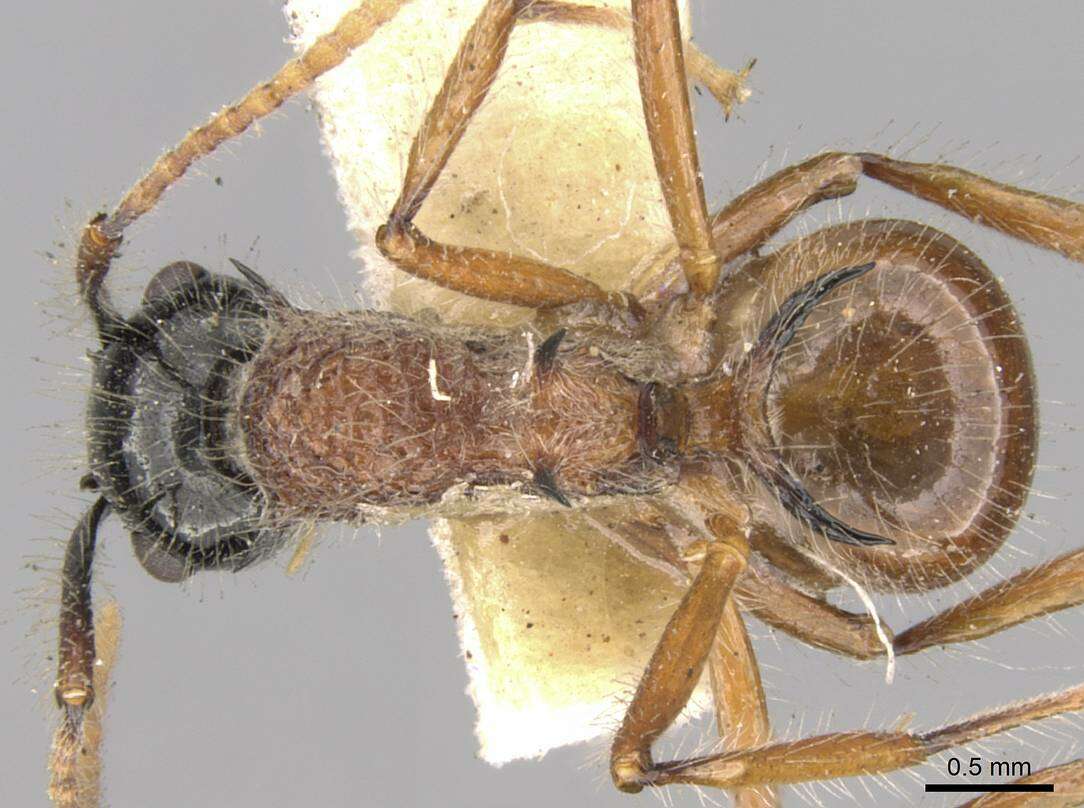 Imagem de Polyrhachis gracilior Forel 1893