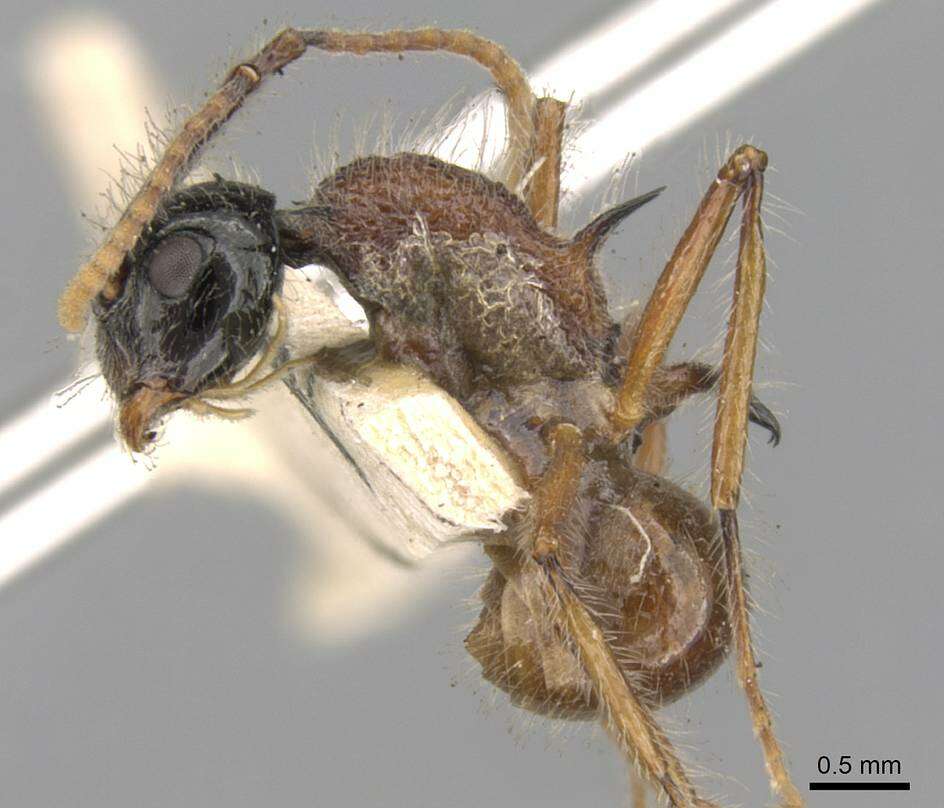 Imagem de Polyrhachis gracilior Forel 1893