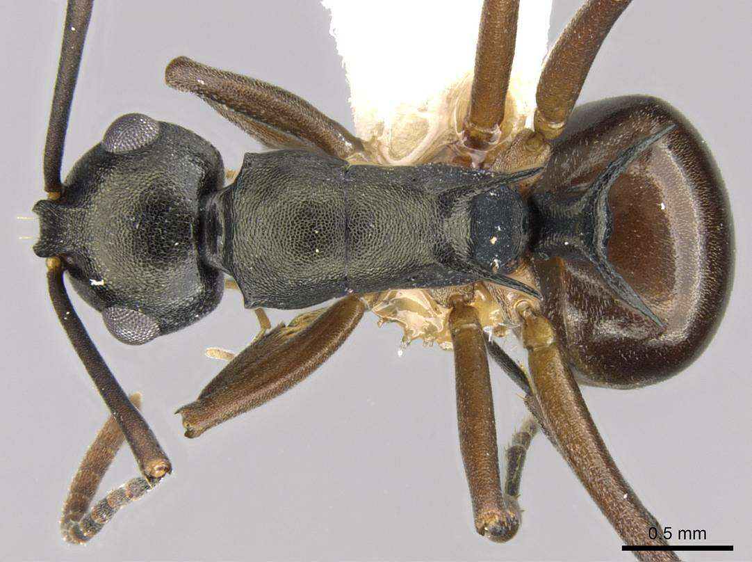 Image of Polyrhachis laevigata Smith 1857
