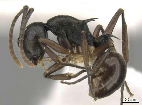 Image of Polyrhachis laevigata Smith 1857